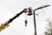 Gainesville Tree Service Pros image 5