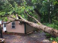 Gainesville Tree Service Pros image 7