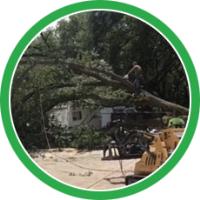 Nature's Tree Removal of Houston image 6