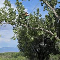 Pro Tree Service Colorado image 1