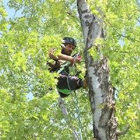 Pro Tree Service Colorado image 2