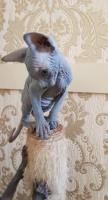 Sphynx Kittens for sale image 1