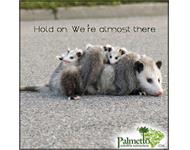 Palmetto Wildlife Extractors image 4