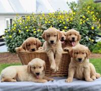 Golden retriever puppies for sale image 1