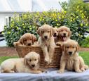 Golden retriever puppies for sale logo