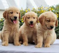 Golden retriever puppies for sale image 4