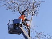 Columbus Indiana Tree Service image 1