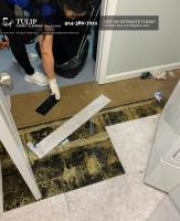Tulip Carpet Cleaning New Rochelle image 11