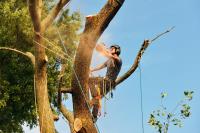 Roswell Tree Care, Inc image 2