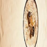 Lonestar Blasters Termite & Pest Control image 7