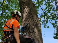 Spokane Tree Removal image 2