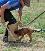 Prestige Protection Dogs image 1