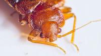 Phoenix Bed Bug Extermination Pros image 2