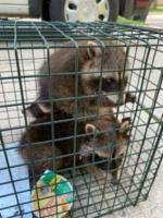 Raccoon Removal Pros image 2