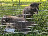 Raccoon Removal Pros image 4