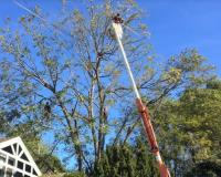 Supreme Tree Experts Orange County image 10