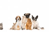Veterinary management image 2