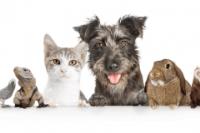 Veterinary management image 4