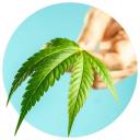 Hakunah Matata Medical Marijuana Lehigh Acres logo