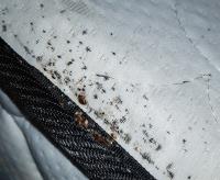 A1 Bed Bug Exterminator St Louis image 3