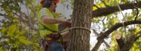 Tree Service Cutting & Removal image 1