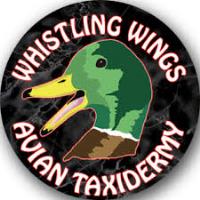 Whistling Wings image 1