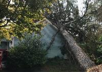 Raleigh Tree Service image 2