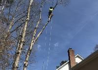 Raleigh Tree Service image 3