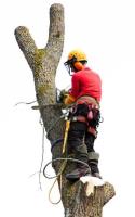 Naperville Tree Removal & Landscaping Pros image 2