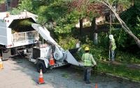 Tree Service Experts Fort Worth image 2