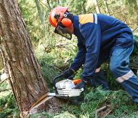 Tree Service Experts Fort Worth image 3