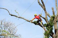 Tree Service Experts Fort Worth image 4