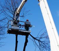 New Orleans Tree Care & Removal Service image 4