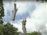 SOUTH WEST MN TREE SERVICE image 2
