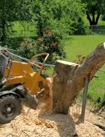 SOUTH WEST MN TREE SERVICE image 7