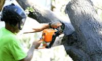 SOUTH WEST MN TREE SERVICE image 5