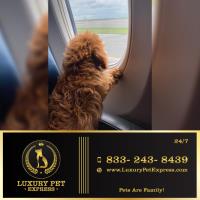 Luxury Pet Express image 1