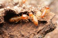 A-Altair Termite and Pest Control, Inc image 4