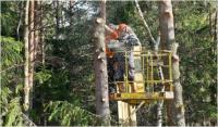 Tree Services Mcallen TX image 5