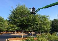 Atlanta Classic Tree Service image 1