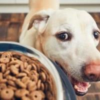 Dog Food Care image 3
