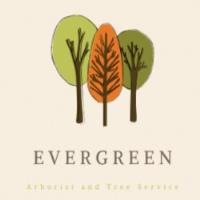 Evergreen Tree Trimming and Removal Service image 1