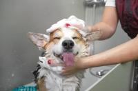 Mobile Pet Grooming West Palm Beach image 1