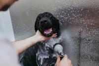 Mobile Pet Grooming West Palm Beach image 2