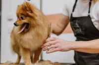 Mobile Pet Grooming West Palm Beach image 3