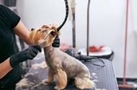 Mobile Pet Grooming West Palm Beach image 5