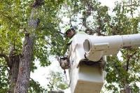 Roanoke Tree Service image 1