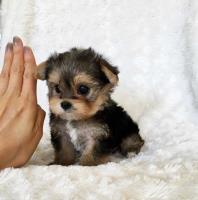 Teacup Puppy Home image 3