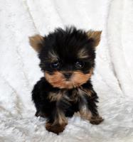 Teacup Puppy Home image 4