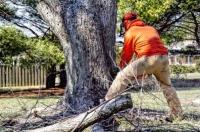 Cedar City Tree Service image 6